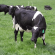 NZ Cool Graze Grass Seed Mix (Acre Pack) **WINTER ACTIVE**, image 