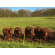 Holistic Planned Grazing 5-Day Training Cours, image 